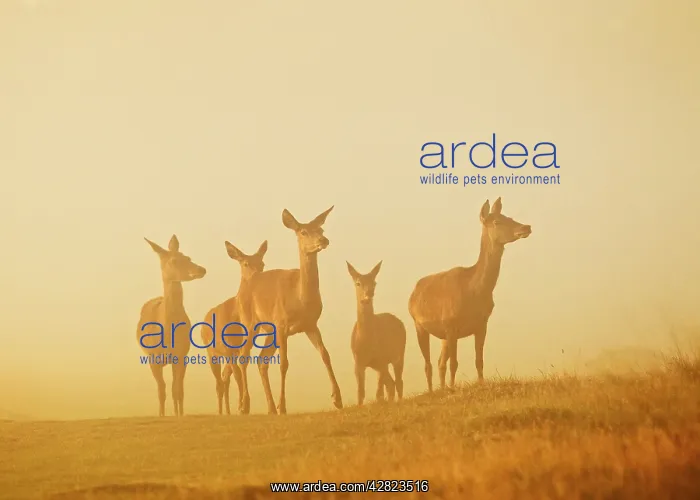 : Red Deer - hinds in mist at sunrise : Red Deer - hinds in mist at sunrise