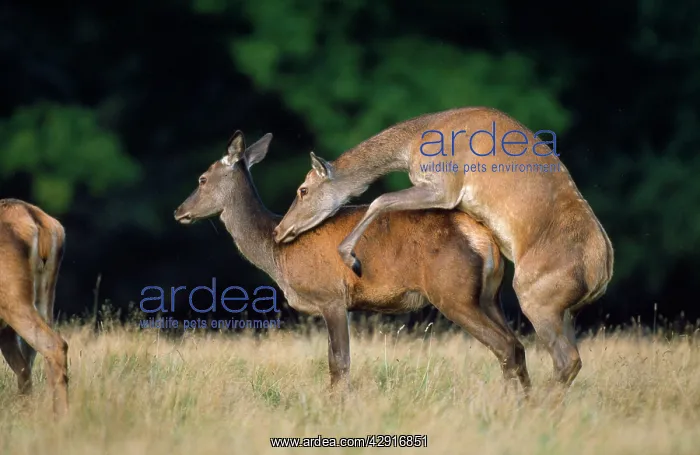 : Red Deer - hinds sexually stimulated during the rut : Red Deer - hinds sexually stimulated during the rut