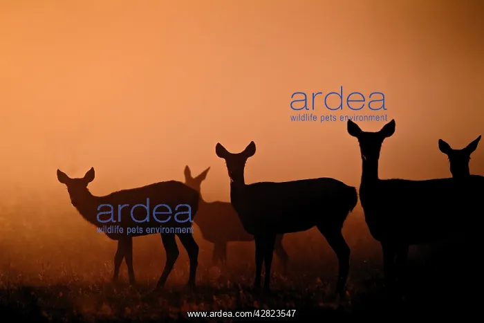 : Red Deer - hinds at sunrise : Red Deer - hinds at sunrise
