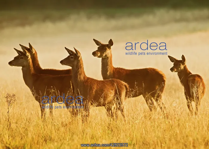  : Red Deer - hinds at sunrise