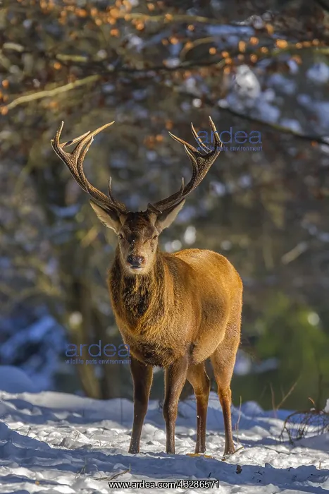 : Red deer - impressive male deer stag on a clearing : Red deer - impressive male deer stag on a clearing