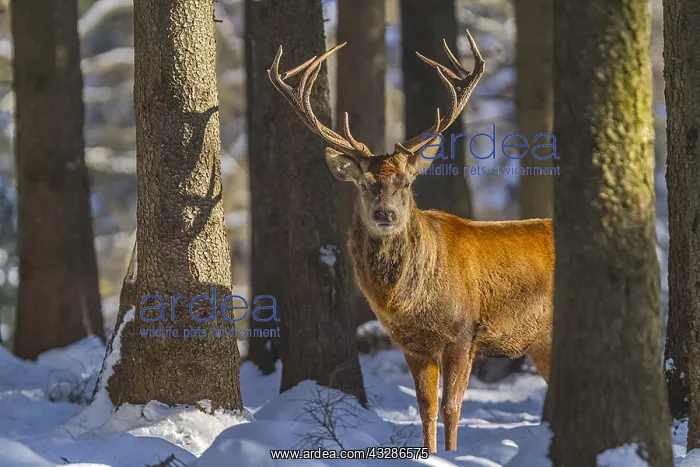  : Red deer - impressive male deer stag on a clearing
