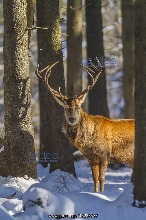 : Red deer - impressive male deer stag on a clearing : Red deer - impressive male deer stag on a clearing