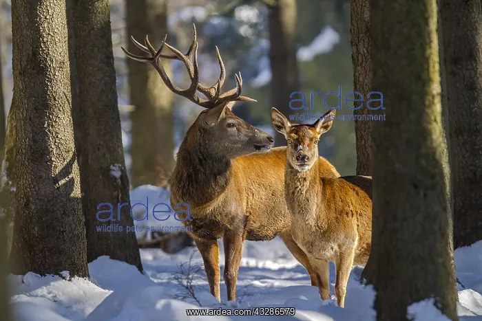 : Red deer - impressive male deer stag and hind on : Red deer - impressive male deer stag and hind on