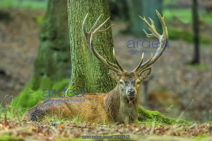 : Red deer - impressive male deer stag lying relaxed : Red deer - impressive male deer stag lying relaxed