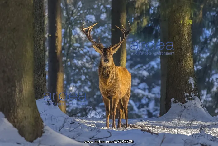 : Red deer - impressive male deer stag in snow covered : Red deer - impressive male deer stag in snow covered