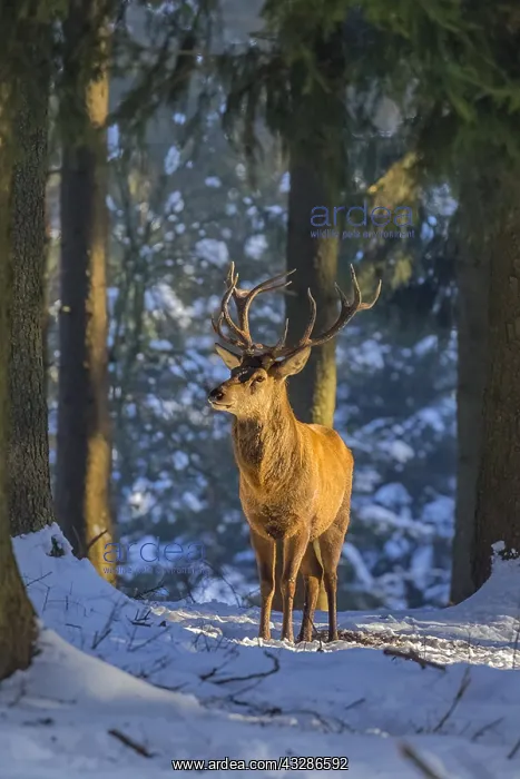 : Red deer - impressive male deer stag in snow covered : Red deer - impressive male deer stag in snow covered