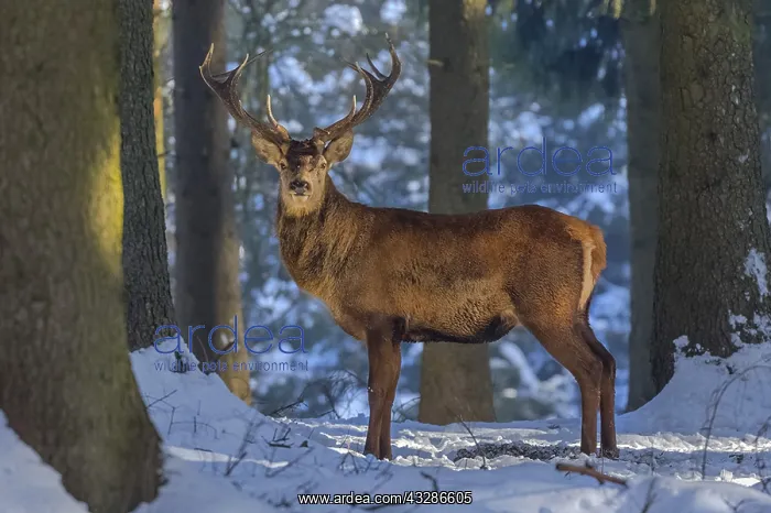 : Red deer - impressive male deer stag in snow covered : Red deer - impressive male deer stag in snow covered