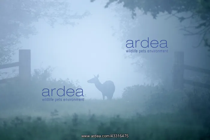: Red Deer juvenile in mist - Norfolk UK : Red Deer juvenile in mist - Norfolk UK