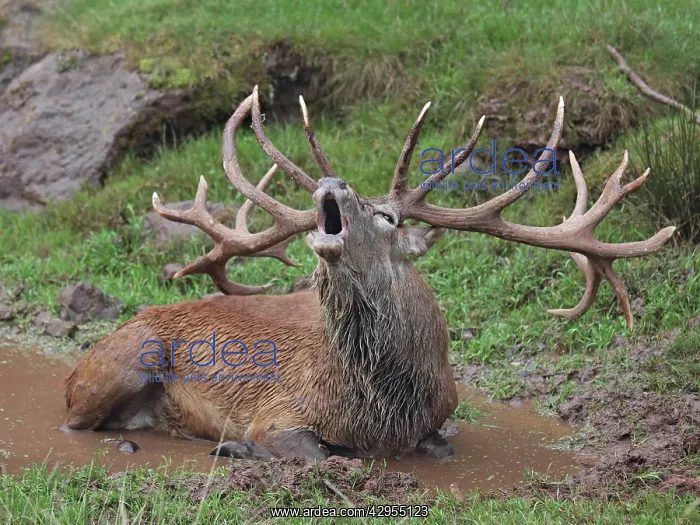 : Red Deer - lying down in puddle - in rut - buck belling : Red Deer - lying down in puddle - in rut - buck belling