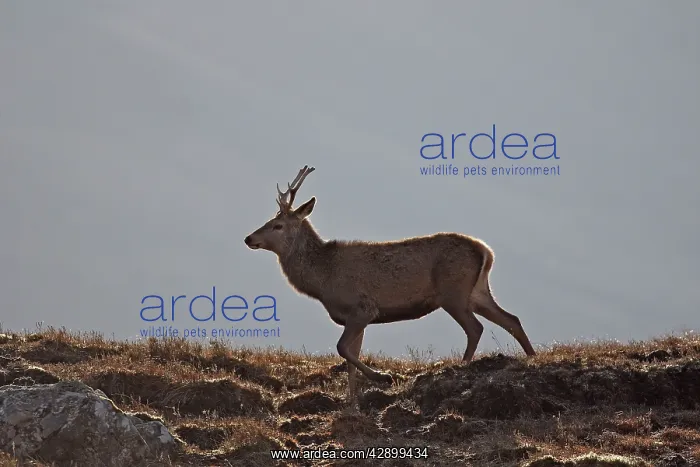 : Red Deer - male : Red Deer - male