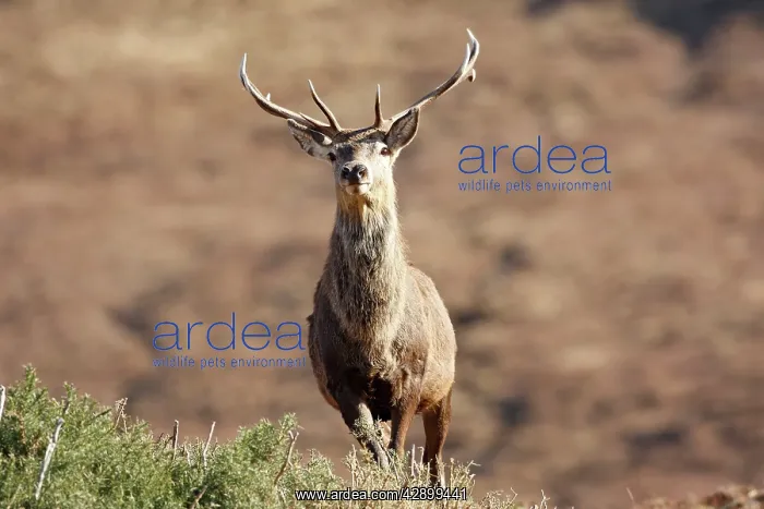: Red Deer - male : Red Deer - male