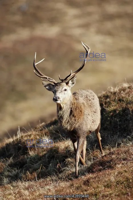 : Red Deer - male : Red Deer - male