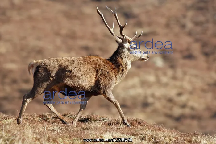 : Red Deer - male : Red Deer - male