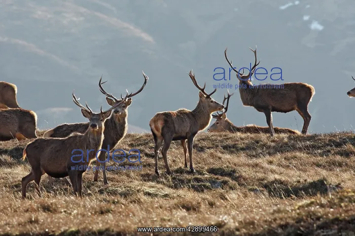 : Red Deer - male : Red Deer - male