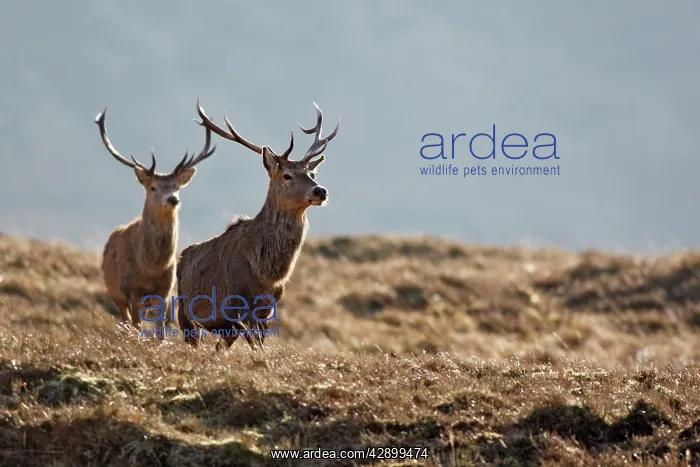 : Red Deer - male : Red Deer - male