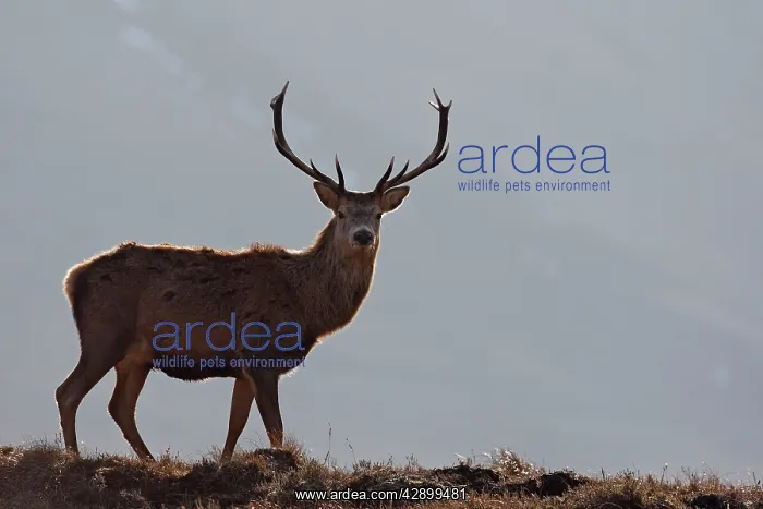 : Red Deer - male : Red Deer - male