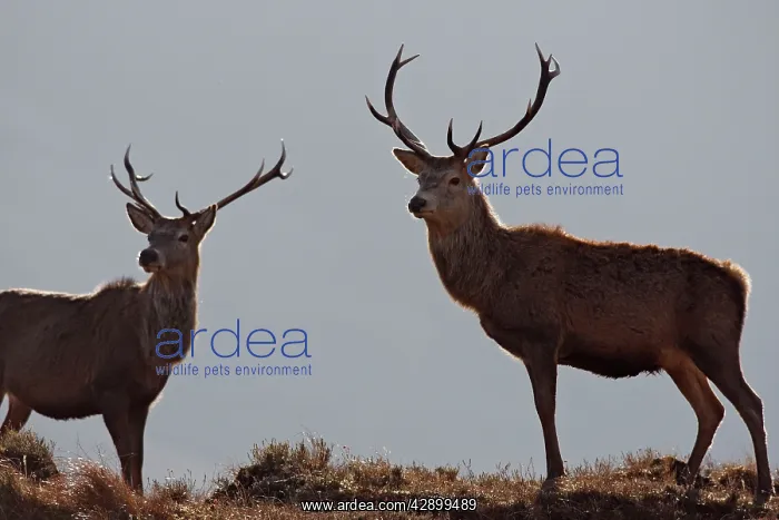 : Red Deer - male : Red Deer - male