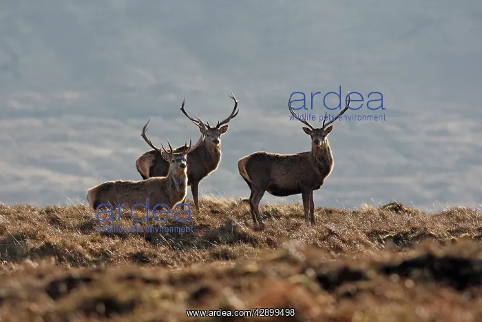 : Red Deer - male : Red Deer - male