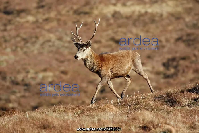 : Red Deer - male : Red Deer - male