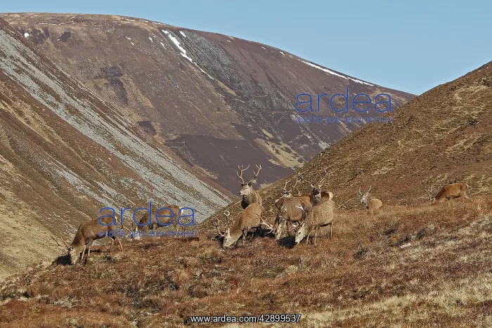 : Red Deer - male : Red Deer - male