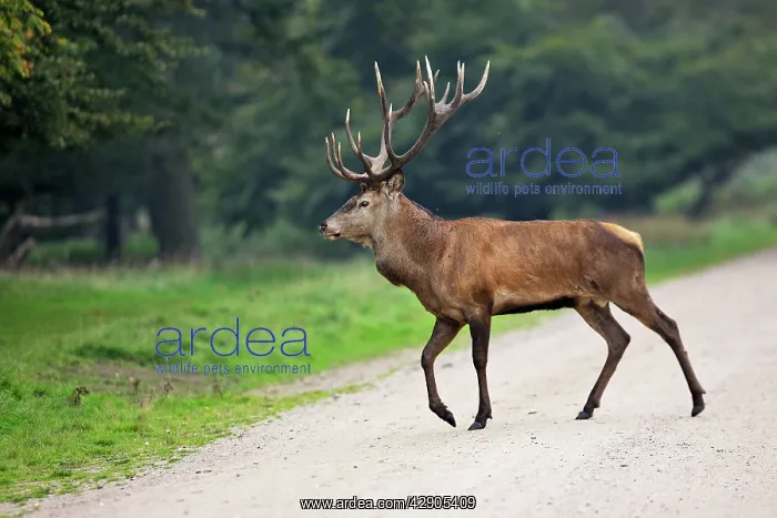 : Red Deer - male : Red Deer - male
