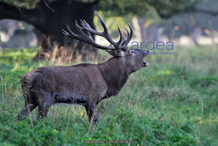: Red Deer - male : Red Deer - male