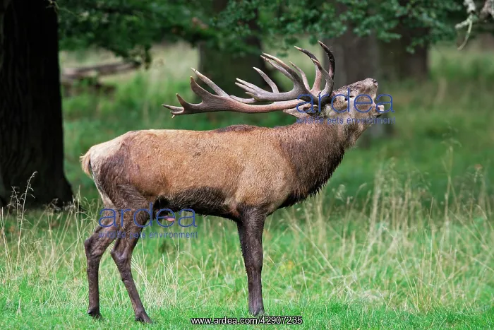 : Red Deer - male : Red Deer - male