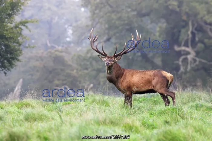 : Red Deer - male : Red Deer - male