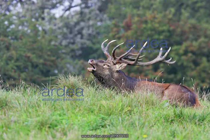 : Red Deer - male : Red Deer - male