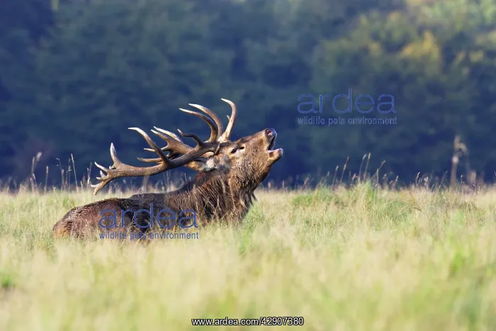 : Red Deer - male : Red Deer - male