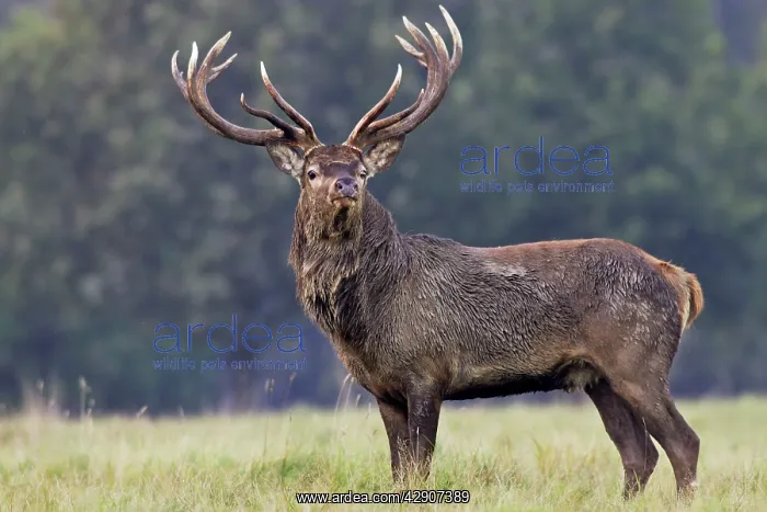 : Red Deer - male : Red Deer - male