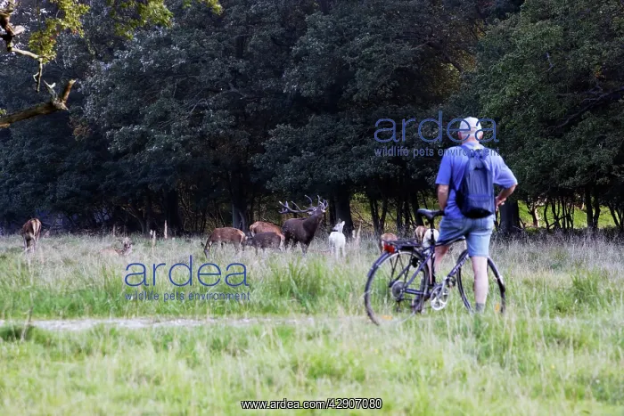  : Red Deer - male bellowing