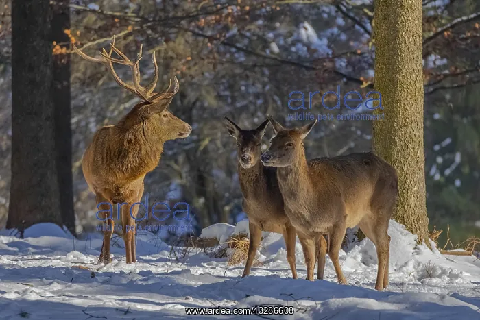 : Red deer - male deer stag and hinds in snow covered : Red deer - male deer stag and hinds in snow covered