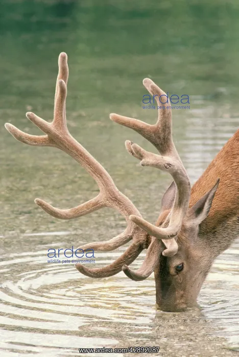 : Red Deer - male drinking : Red Deer - male drinking