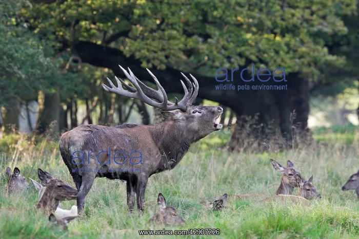 : Red Deer - male & female : Red Deer - male & female