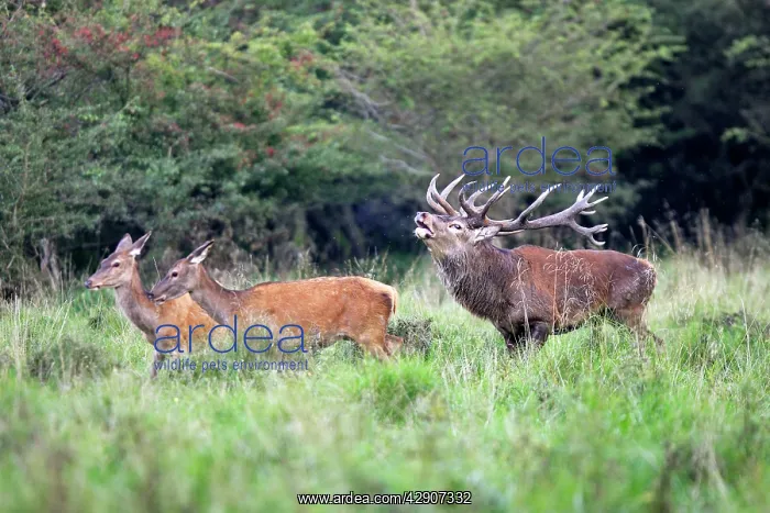 : Red Deer - male and female : Red Deer - male and female
