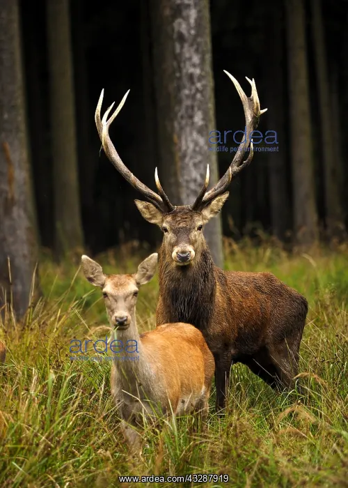 : Red Deer-male and female are standing together and : Red Deer-male and female are standing together and
