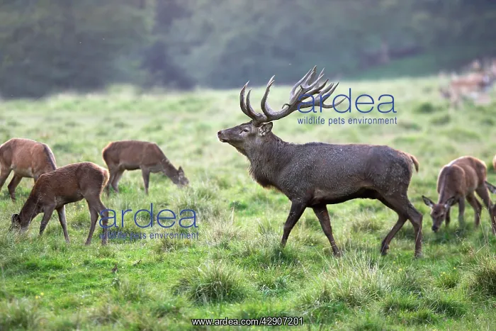 : Red Deer - male and females : Red Deer - male and females