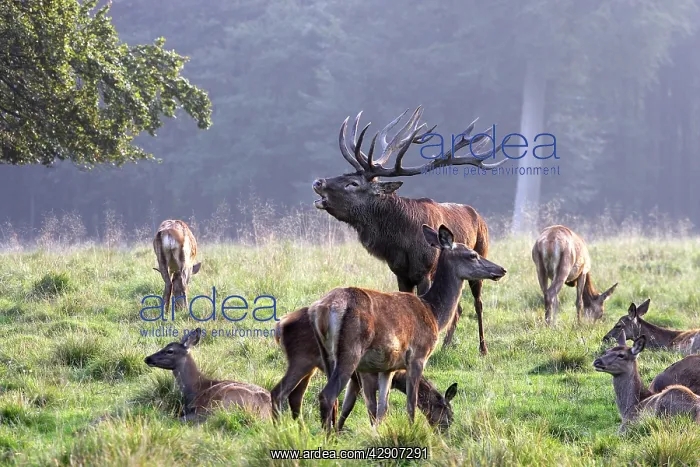 : Red Deer - male with females : Red Deer - male with females