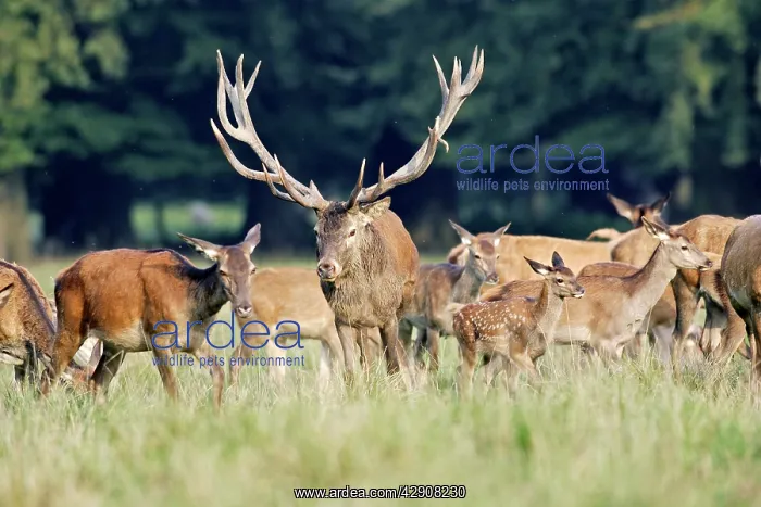 : Red Deer - male and females : Red Deer - male and females