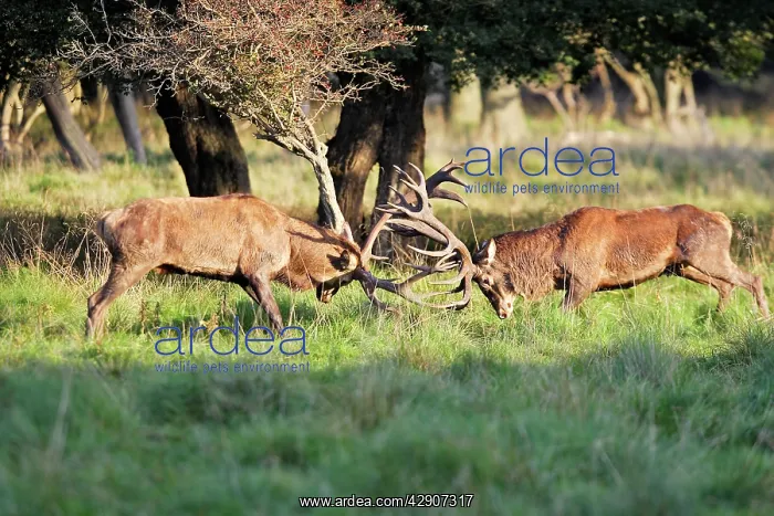 : Red Deer - male fighting : Red Deer - male fighting