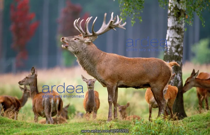 : Red Deer - male in rutting season roaring : Red Deer - male in rutting season roaring
