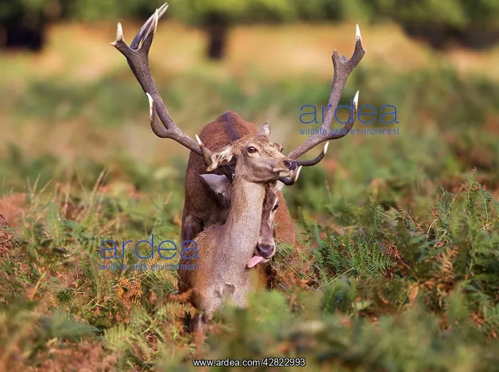 : Red Deer - mating : Red Deer - mating