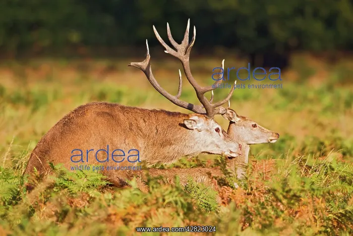 : Red Deer - mating : Red Deer - mating