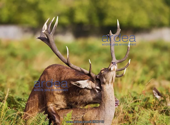 : Red Deer - mating : Red Deer - mating