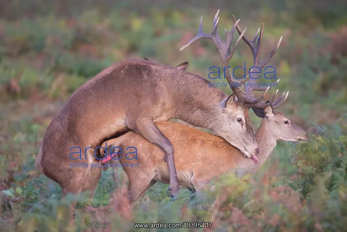 : Red Deer mating : Red Deer mating