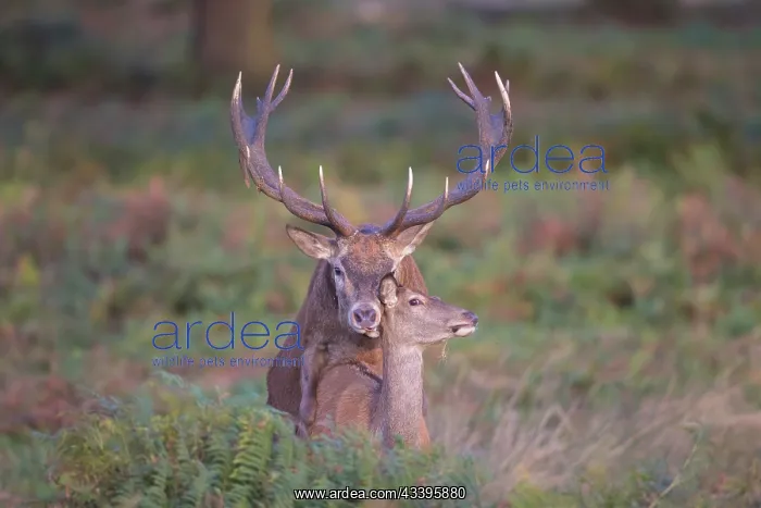 : Red Deer mating : Red Deer mating