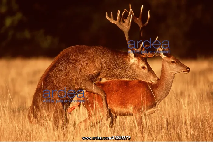 : RED DEER - mating, sideview : RED DEER - mating, sideview