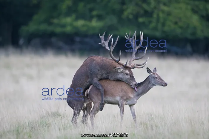 : Red Deer - mating stag and female during rut - Danmark : Red Deer - mating stag and female during rut - Danmark